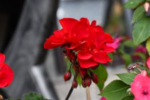 A close-up image of vibrant red flowers, showcasing multiple blossoms with smooth, layered petals. The flowers appear lush and full, with some buds yet to bloom.