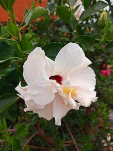 A white double-flowered hibiscus bloom featuring a deep red center and prominent yellow anthers dusted with pollen. 