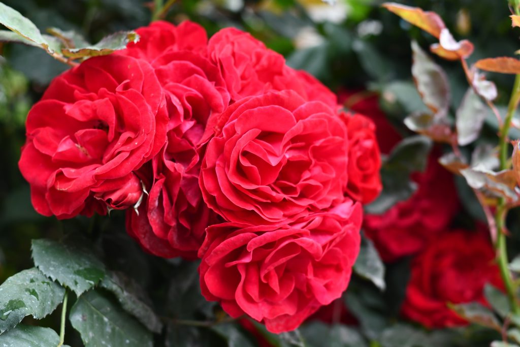 A cluster of vibrant red roses fills the image, showcasing their lush, layered petals that create a rich, tactile appearance.