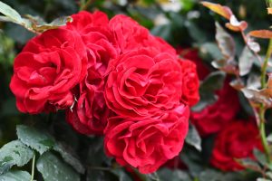 A cluster of vibrant red roses fills the image, showcasing their lush, layered petals that create a rich, tactile appearance. 