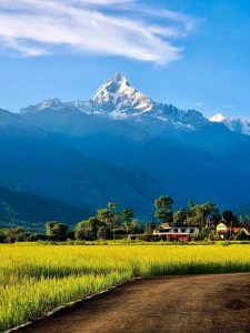 Lush green rice fields and a village farmhouse with the iconic Machhapuchhre peak towering above 