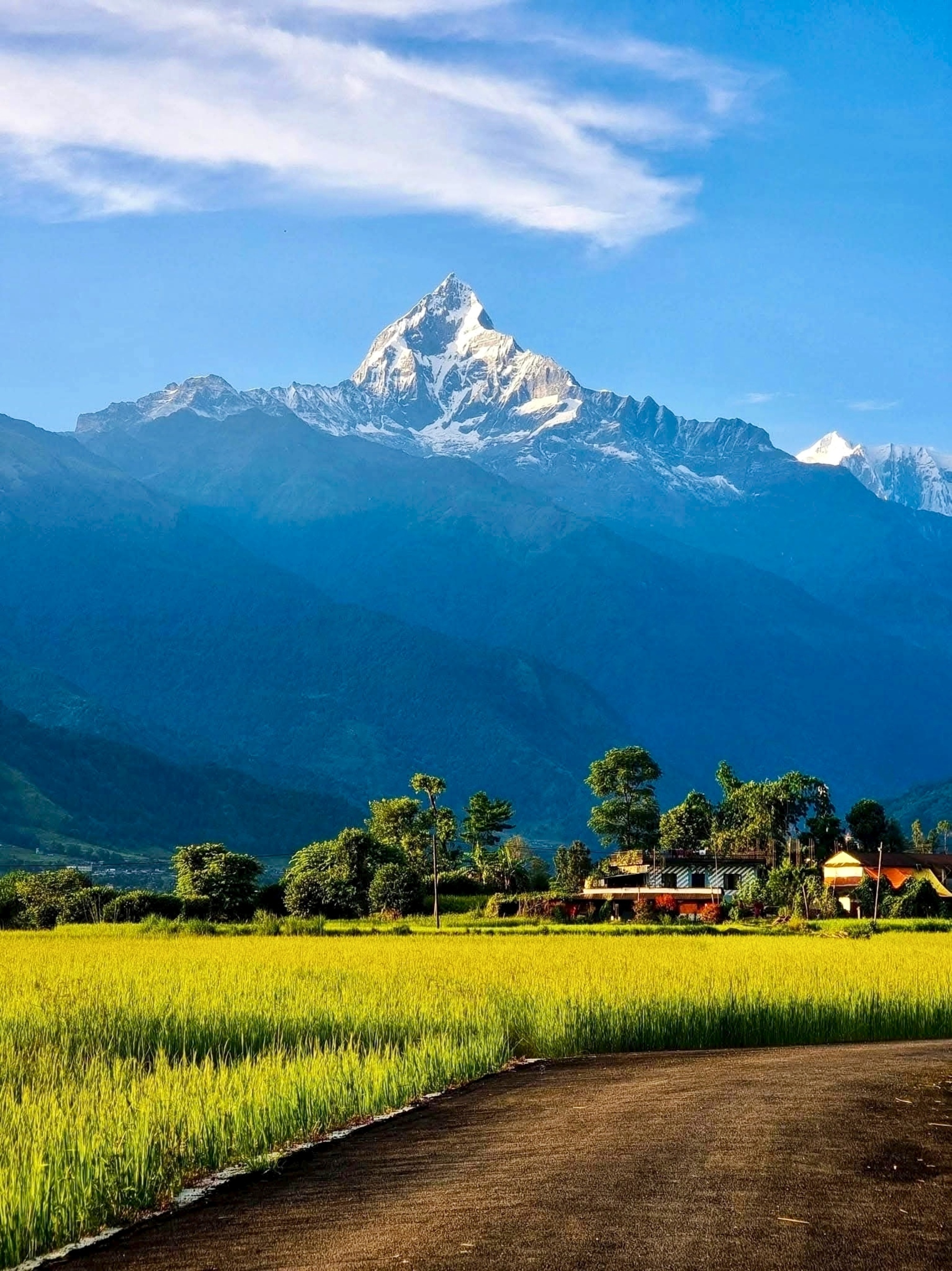 Lush green rice fields and a village farmhouse with the iconic Machhapuchhre peak towering above