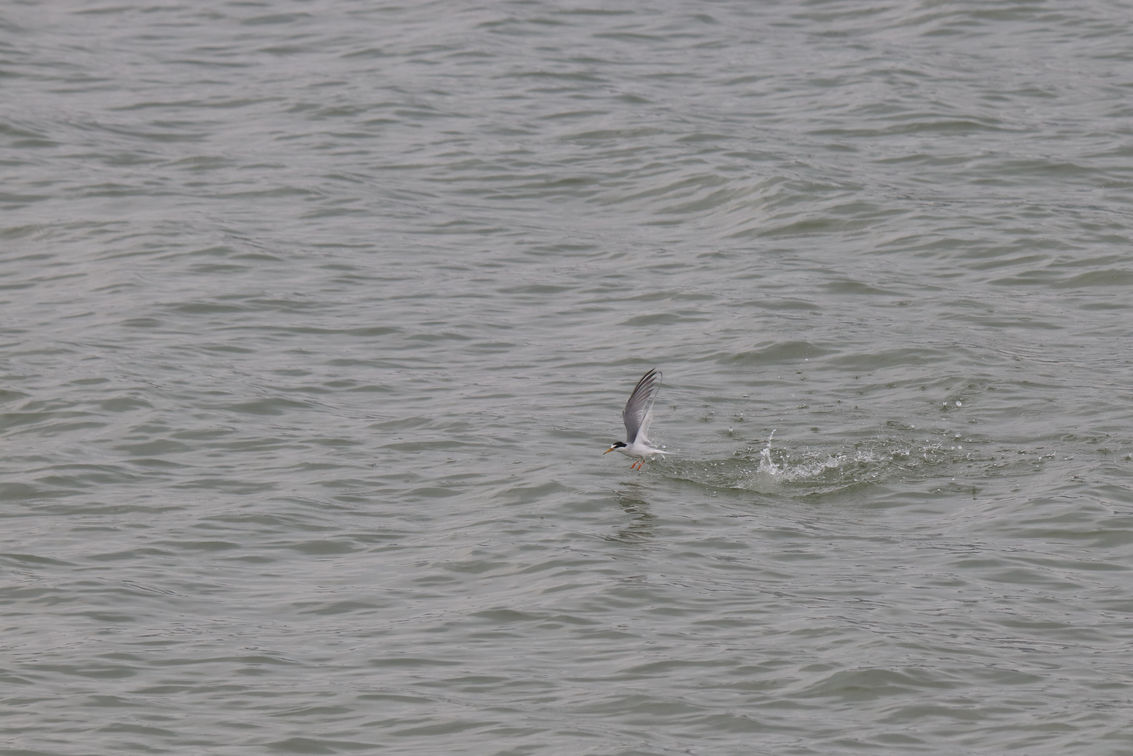 A little tern is captured mid-flight above choppy grey water. The bird’s wing is extended upwards as it just splashes out of the water, creating a small ripple.