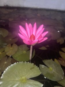 A vibrant pink lotus flower blooms above dark water, surrounded by floating green lily pads.