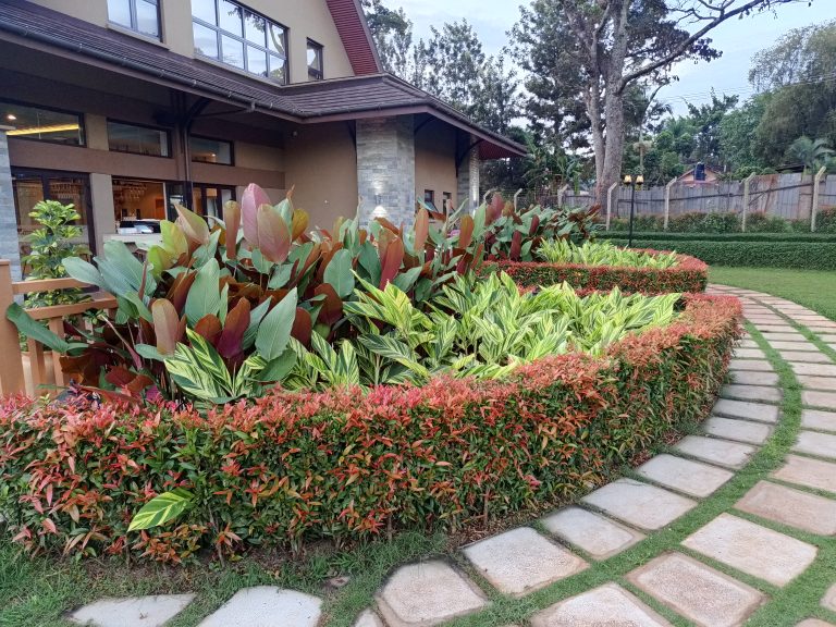 A manicured garden bed features tall canna plants with reddish-brown leaves and low-lying variegated green and yellow foliage. The bed is bordered by a low, neatly trimmed hedge showing green leaves mixed with bright red new growth. A curved stone-paver walkway paths along the lawn next to a modern building.