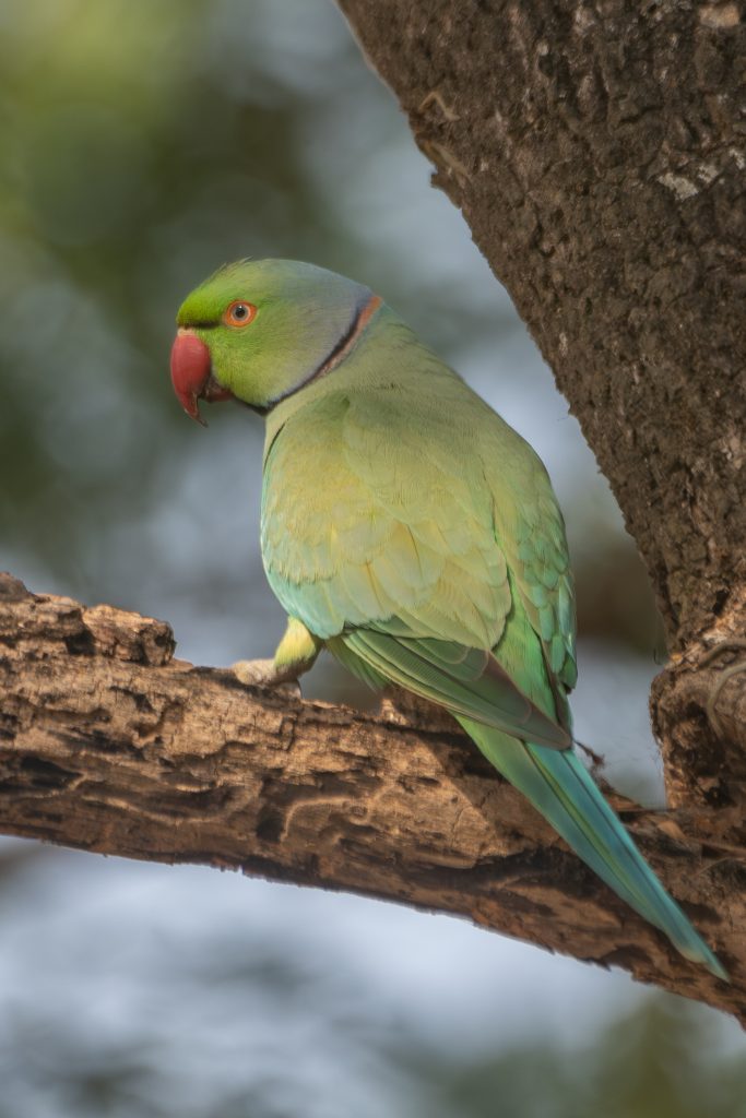 A green rose-ringed parakeet with a red beak patch and blue-green tail perches on a textured tree branch.