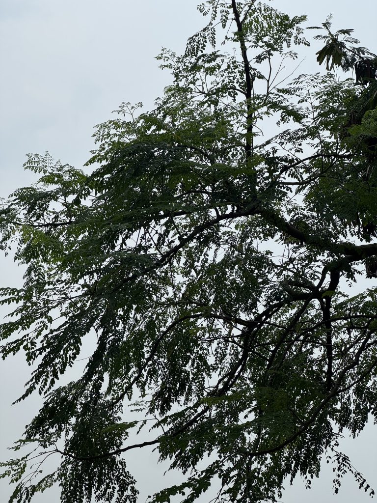 A tree with lush green leaves and thin branches is silhouetted against a light grey sky, conveying a serene and peaceful atmosphere.