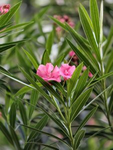 Cluster of pink oleander flowers surrounded by long, narrow green leaves, photographed with a shallow depth of field.

