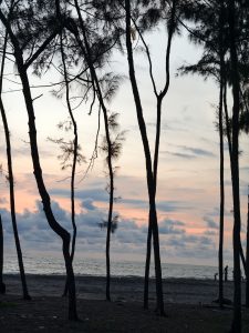 A scenic coastal view at dusk, showing the dark silhouettes of tall, slender pine trees standing on a sandy beach. In the background, a calm ocean meets a soft sky painted with pastel shades of orange, pink, and grey clouds, while a few distant figures can be seen walking near the water's edge. 