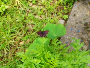 A small dark brown butterfly with open wings resting on a large round green leaf amid low ground-cover plants beside a concrete edge, Nepal. 