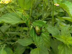 A shiny metallic green scarab beetle with dark reddish-purple legs perched on a partially chewed broad green leaf, surrounded by Lantana foliage with small yellow flowers visible in the background, Nepal. 