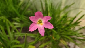 Close-up of a delicate pink six-petaled flower with bright yellow stamens and a green center, set against a lush background of vibrant green grass.