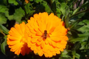 A hoverfly with striped markings is perched on the center of a vibrant, bright orange marigold flower in full bloom. A second, partially visible marigold sits to the left, all set against a backdrop of green leaves under bright sunlight. 
