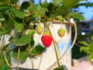 A ripe red strawberry with two small unripe green ones dangling from a pot plant in warm sunlight.