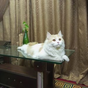Fluffy white and orange cat lounging on a glass table, with a green vase and plant in the background.