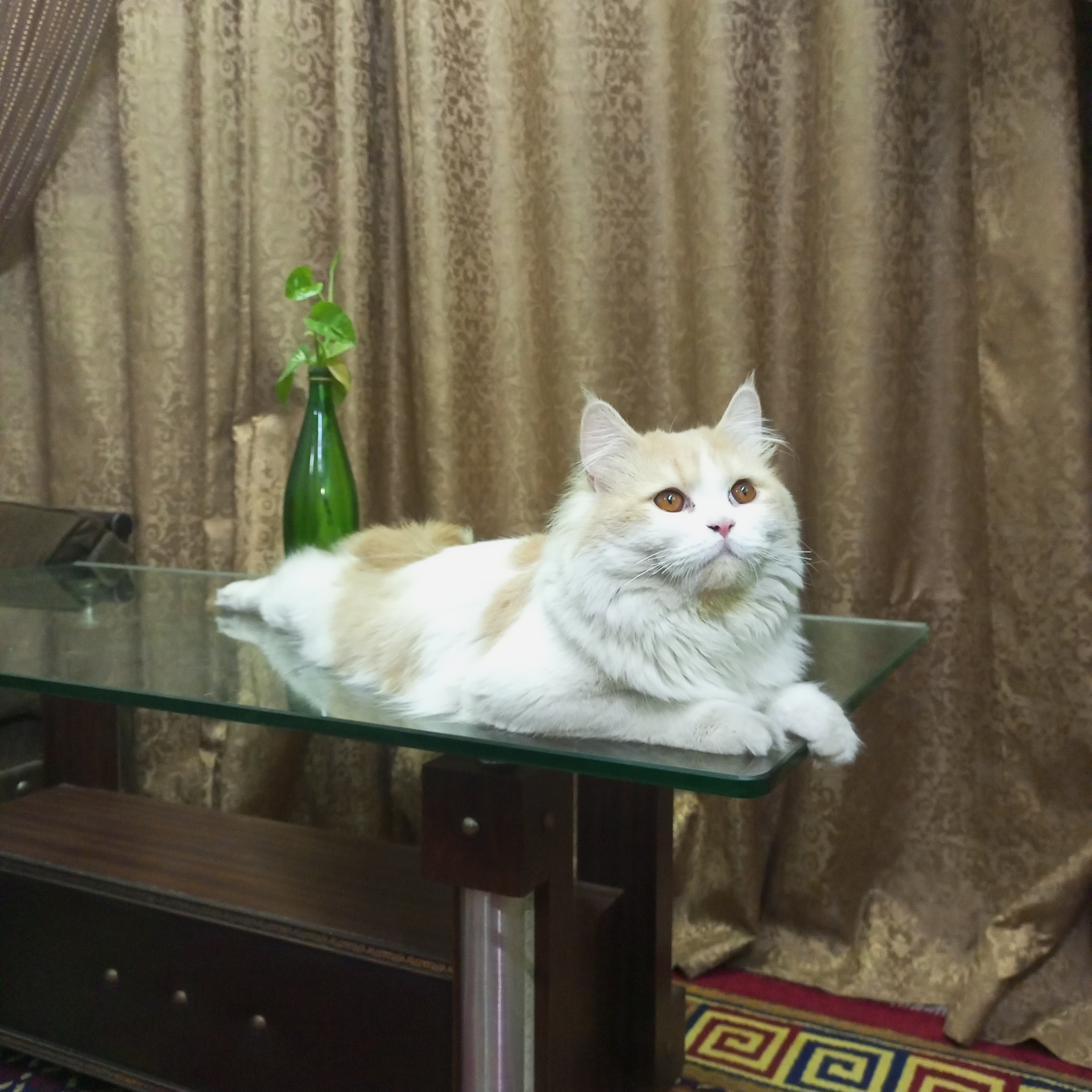 Fluffy white and orange cat lounging on a glass table, with a green vase and plant in the background.