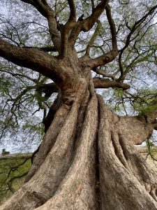 Majestic tree with a thick, deeply grooved trunk and expansive, sprawling branches. Sparse green foliage against a pale sky
