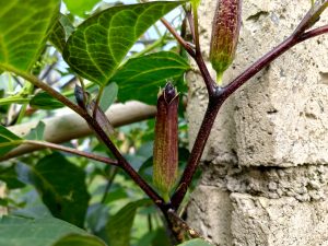 Dark purple-green okra pods and a tightly closed bud growing on a deep maroon stem against a rough concrete wall. 