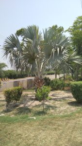 A tall palm tree with large fan-shaped leaves stands in a grassy park. 

