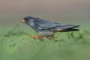 Amur Falcon(Male) bird with a grayish-blue body and a striking orange beak is walking through green grass. Its eyes are bright orange, and its feet are orange as well, adding a pop of color against its subtle plumage 