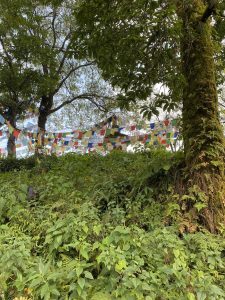 Colorful Tibetan prayer flags strung between moss covered trees above a dense forest undergrowth in the Himalayan hills. 