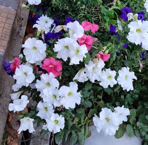White petunia flowers with yellow-green centers, mixed with pink-red and purple blooms, surrounded by green leaves in a garden planter.
