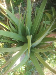 Top view of an aloe vera plant with thick, pointed green leaves arranged in a rosette pattern
