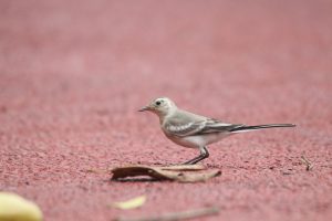 A small, brown and white bird stands on a vibrant red running track. The bird has distinctive dark barring on its wings and tail. Its eye is alert as it looks slightly to the left. Scattered leaves and twigs are visible near the base of the bird. 
