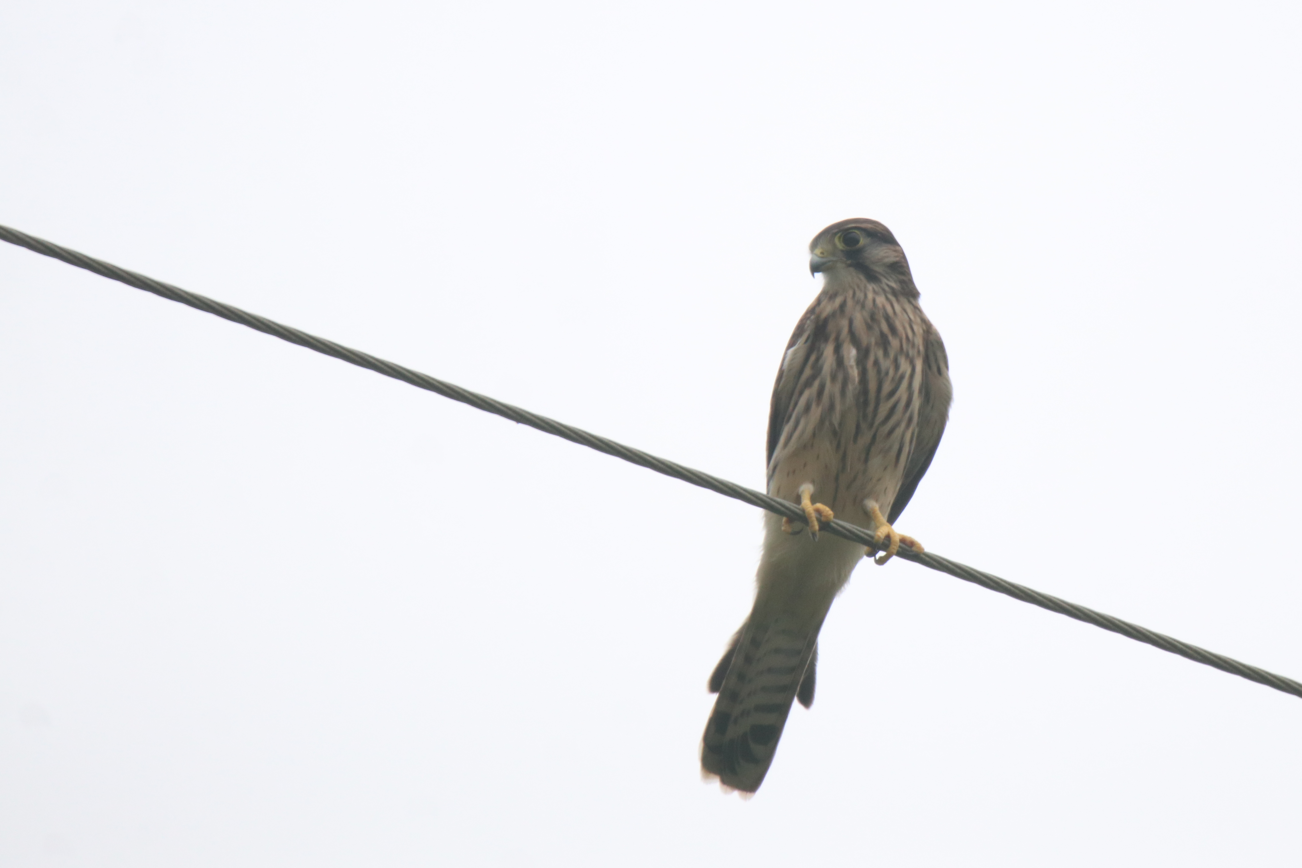 A Common Kestrel is perched on a power wire against a pale sky, facing right.