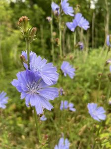 Close-up of blooming blue chicory flowers with a soft green background
