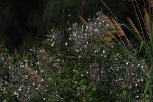 At a wetland park, numerous white butterflies are resting on a cluster of purple flowers. Their delicate wings contrasting sharply against the flowers. The overall effect is one of quiet beauty and the mesmerizing interaction between flowers and insects.