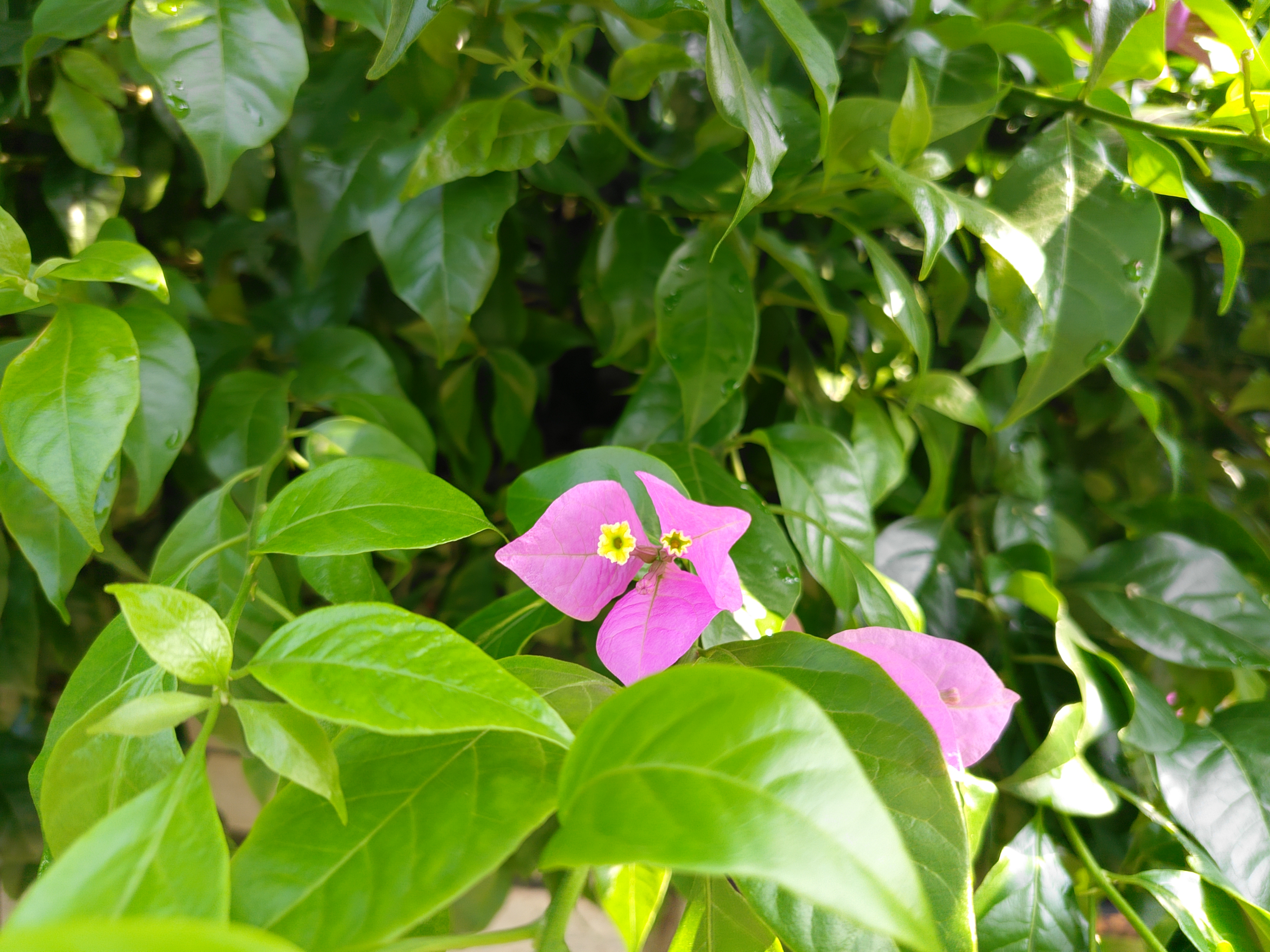 A solitary pink bougainvillea bract with tiny yellow flowers peeks through dense glossy green foliage in warm morning light.