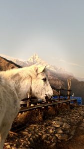A white horse stands on a rocky path with a serene expression. In the background, majestic snow-capped mountains rise under a clear blue sky,