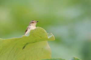 A small brown bird with a crest sits on a green lotus leaf, looking to the right. The background is softly blurred with green leaves.
