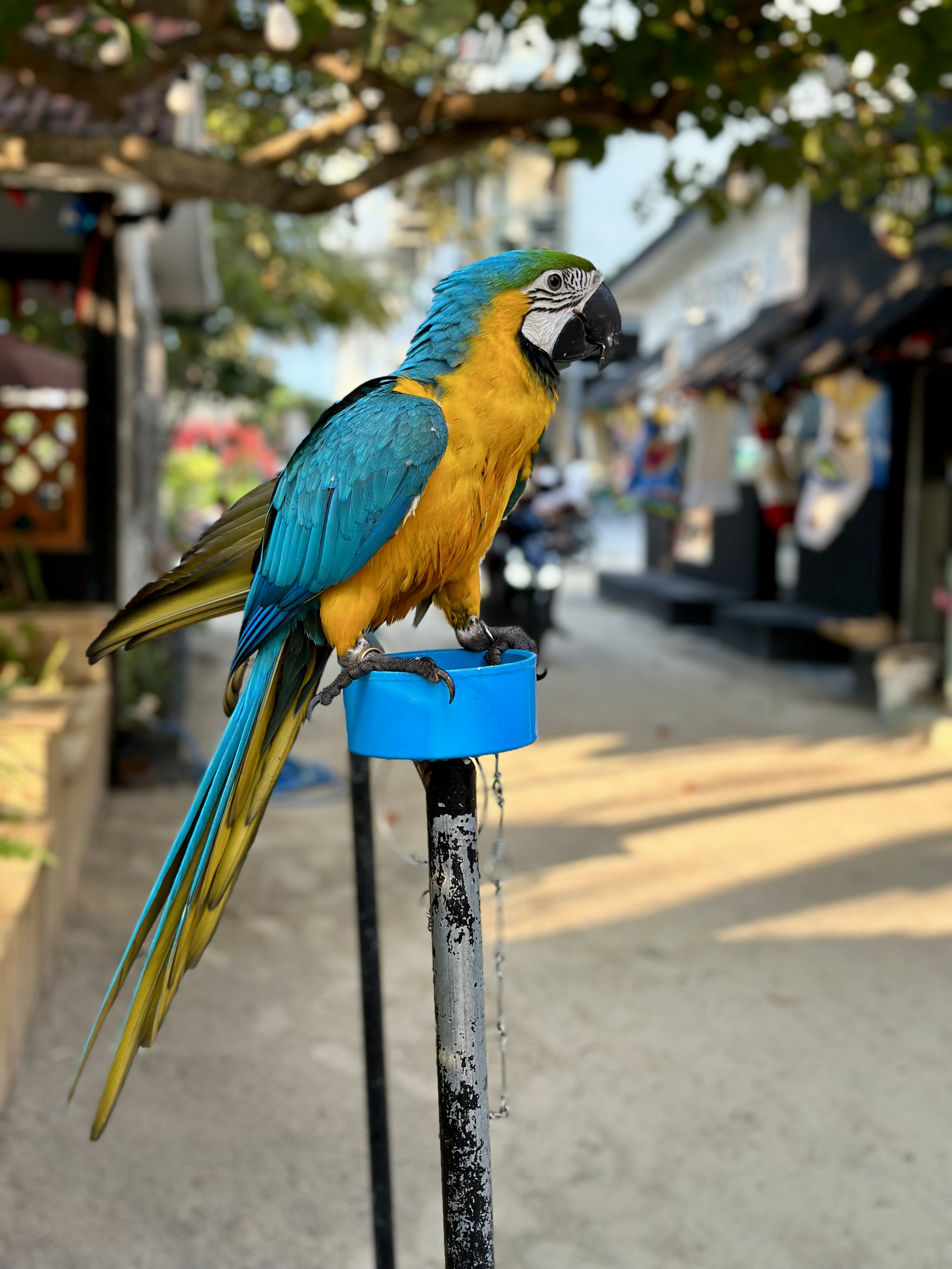 A colorful parrot standing on a wooden bar