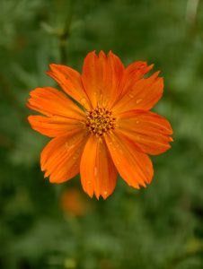 Close-up of a vibrant orange cosmos flower with delicate petals and raindrops, set against a softly blurred green background.
