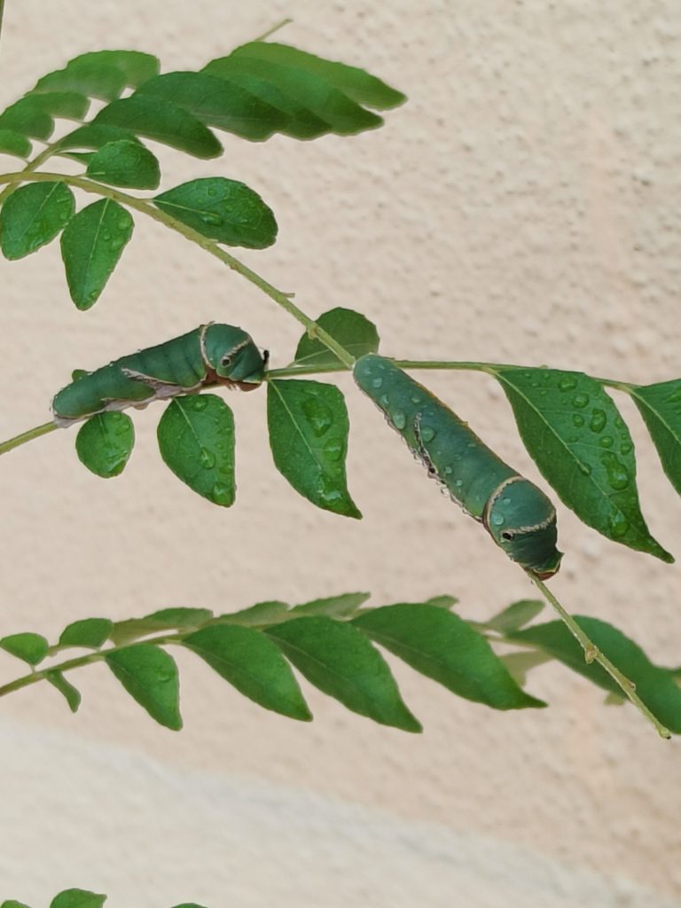 Two green caterpillars rest on a dewy branch with vivid green leaves, set against a beige background.