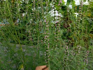 Tall slender Leonotis herb with whorls of tiny pink flowers held upright by a hand, banana trees in the background. 