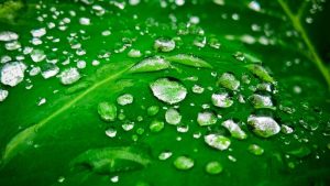 Close-up of vibrant green leaf with shiny water droplets scattered across its surface, creating a fresh and invigorating look.
