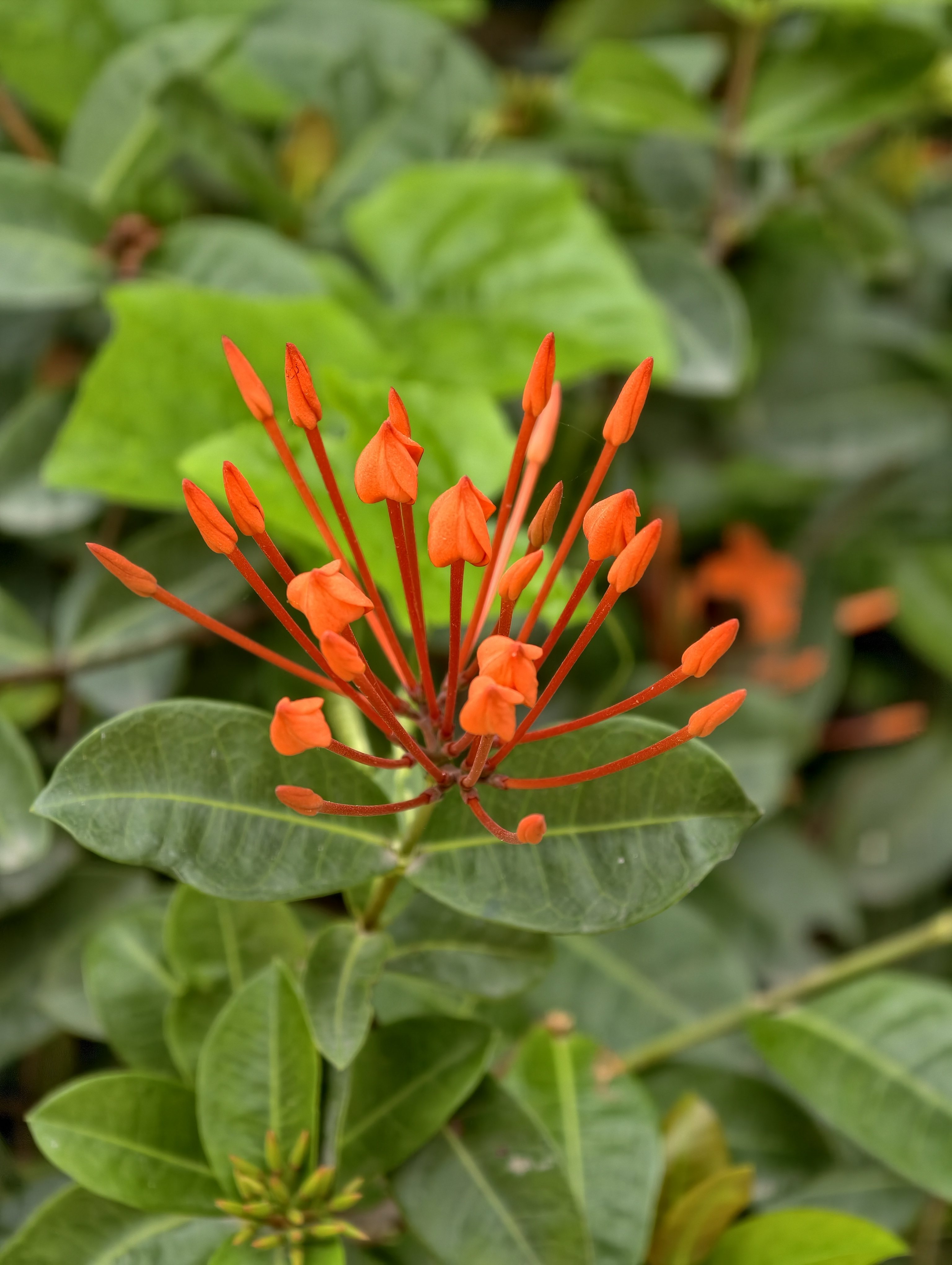 Orange ixora buds beginning to bloom on a leafy garden shrub, showcasing vibrant color and natural tropical beauty.