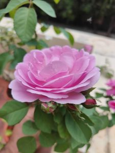 Close-up of a blooming pink rose with lush green leaves, set against a blurred garden background, evoking a sense of fresh, serene beauty. 