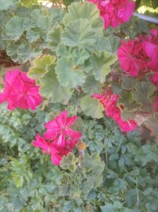 Vibrant pink flowers with ruffled petals amidst lush green, scalloped leaves
