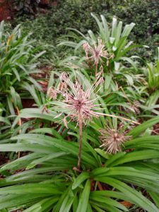 A dried, spherical agapanthus flower head displaying empty seed pods on slender stems rising above vibrant green, strap-like leaves. 
