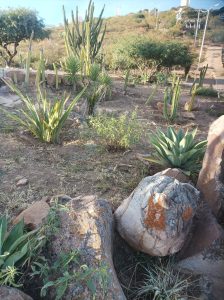A desert landscape with various cacti and succulents surrounded by large rocks and sparse grass.
