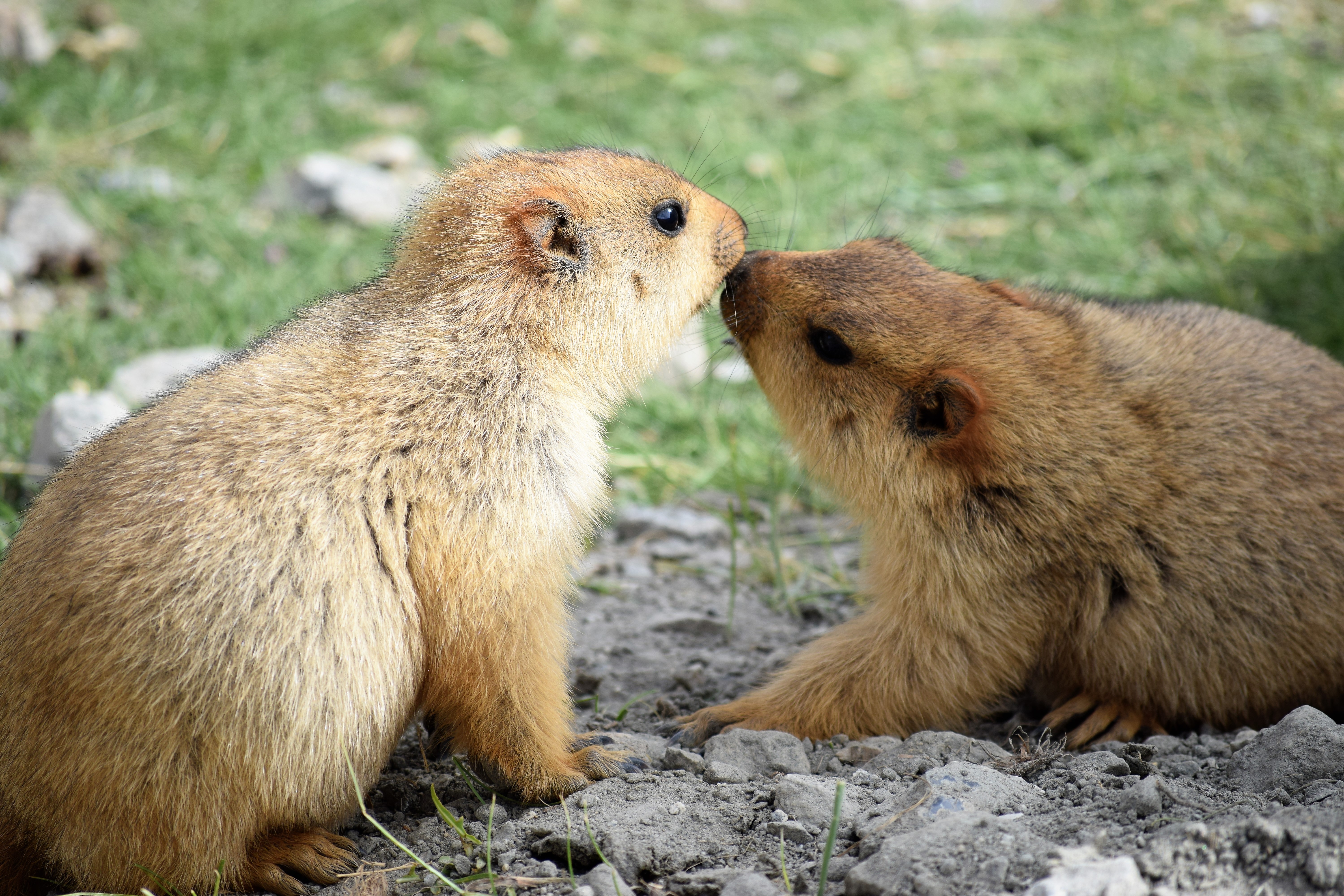 Two furry marmots touch noses on a grassy field, displaying affection.
