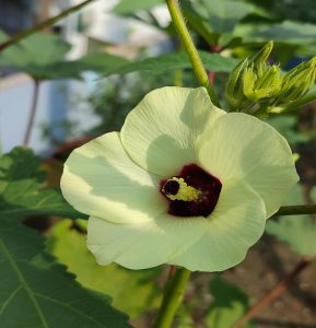 A pale yellow lady’s finger flower (okra blossom) with delicate, veined petals. It features a deep maroon center and a textured, pollen-covered stamen. Green leaves and fuzzy, pointed buds are visible on the stem.
