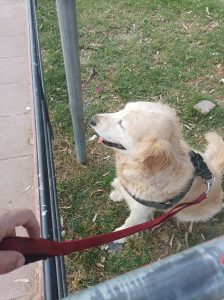 A golden retriever sits on grass, wearing a harness, looking to the side with a relaxed expression. A hand holds its red leash, near a metal railing.
