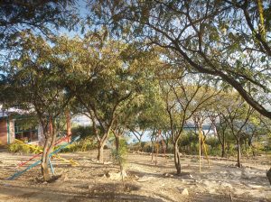 A serene playground under a canopy of trees, featuring colorful slides and swings