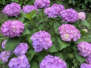 A lush hydrangea shrub covered with large clusters of vibrant purple-pink flowers surrounded by dense green leaves in a garden setting.
