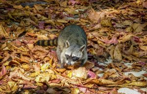 A panoramic wide shot of a dense carpet of fallen autumn leaves in shades of brown, tan, and yellow. In the center of the frame, a raccoon camouflaged among the foliage.